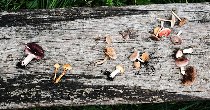 collection of different mushrooms on a wooden plank